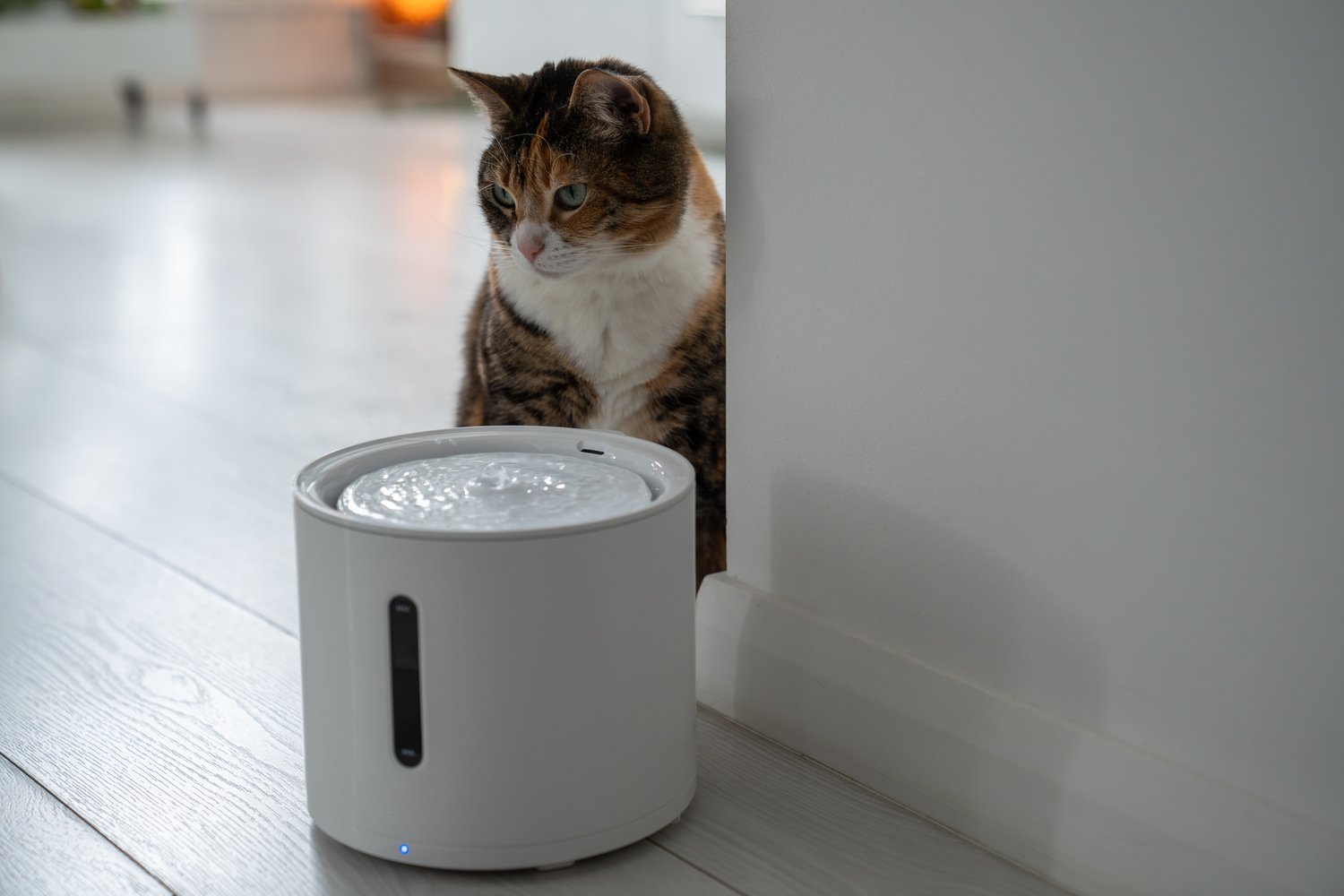 Electric Pet Feeder Malfunctions: Timer and Dispensing Mechanism Solutions